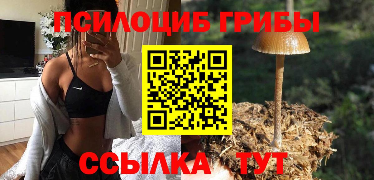 Асино  Псилоцибиновые грибы Psilocybe  хочу наркоту  Вход с VPN  Псилоцибиновые грибы Magic Shrooms 